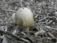Image of Agrocybe rivulosa