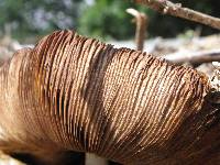 Agrocybe rivulosa image