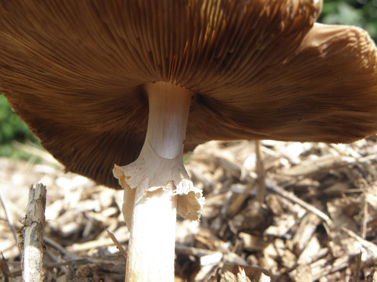 Agrocybe rivulosa image