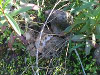 Amanita ponderosa image