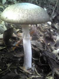 Amanita pseudoporphyria image