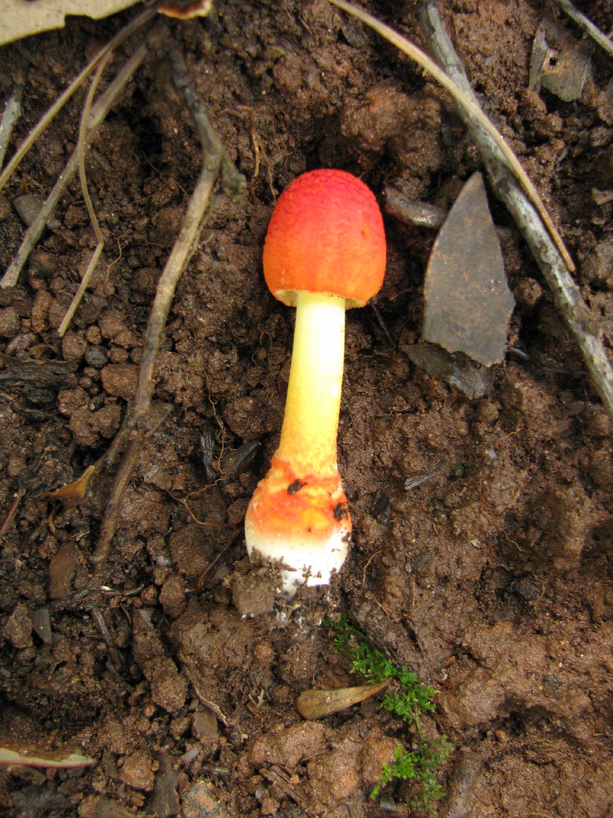 Amanita rubrovolvata image