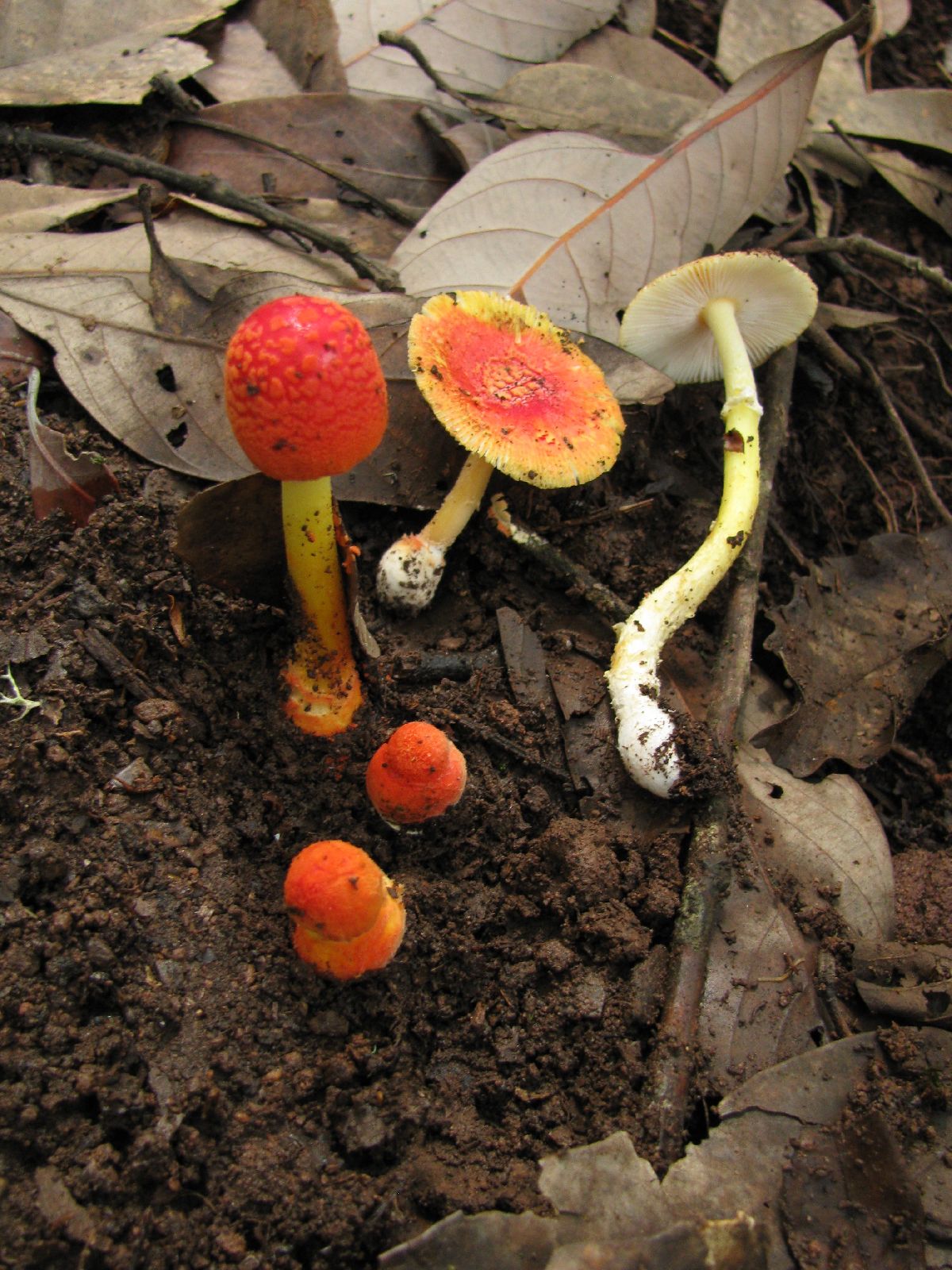 Amanita rubrovolvata image