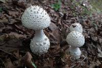 Amanita virgineoides image