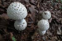 Amanita virgineoides image