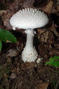 Amanita virgineoides image