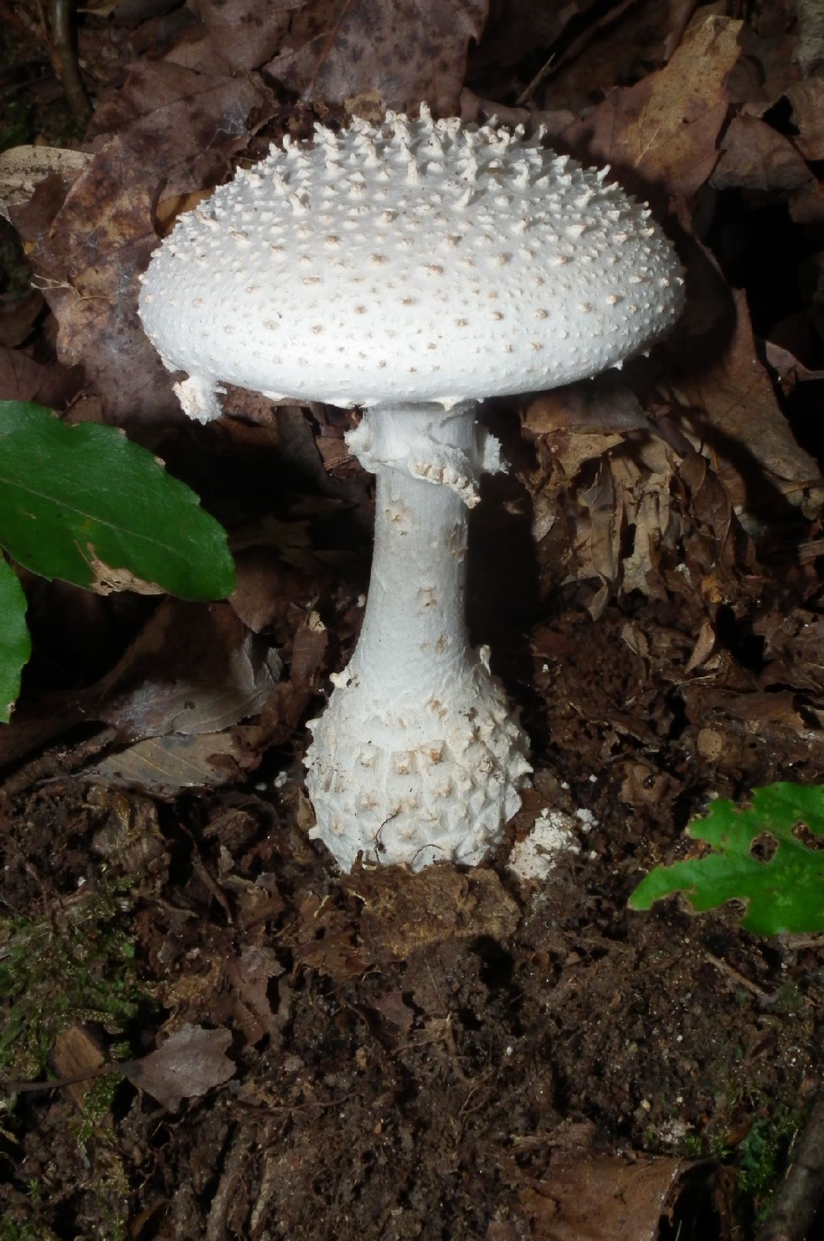 Amanita virgineoides image