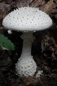 Amanita virgineoides image