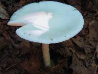 Image of Amanita elliptosperma