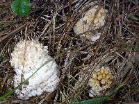 Amanita echinocephala image