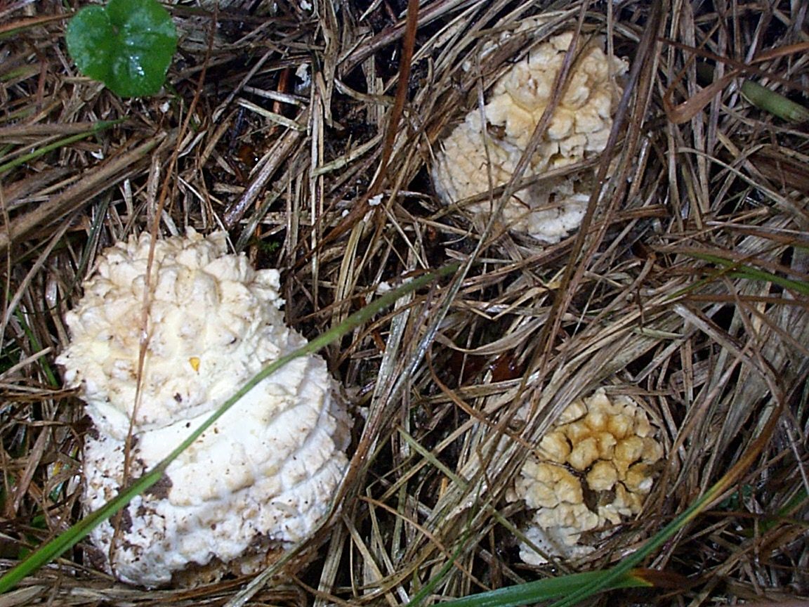 Amanita echinocephala image
