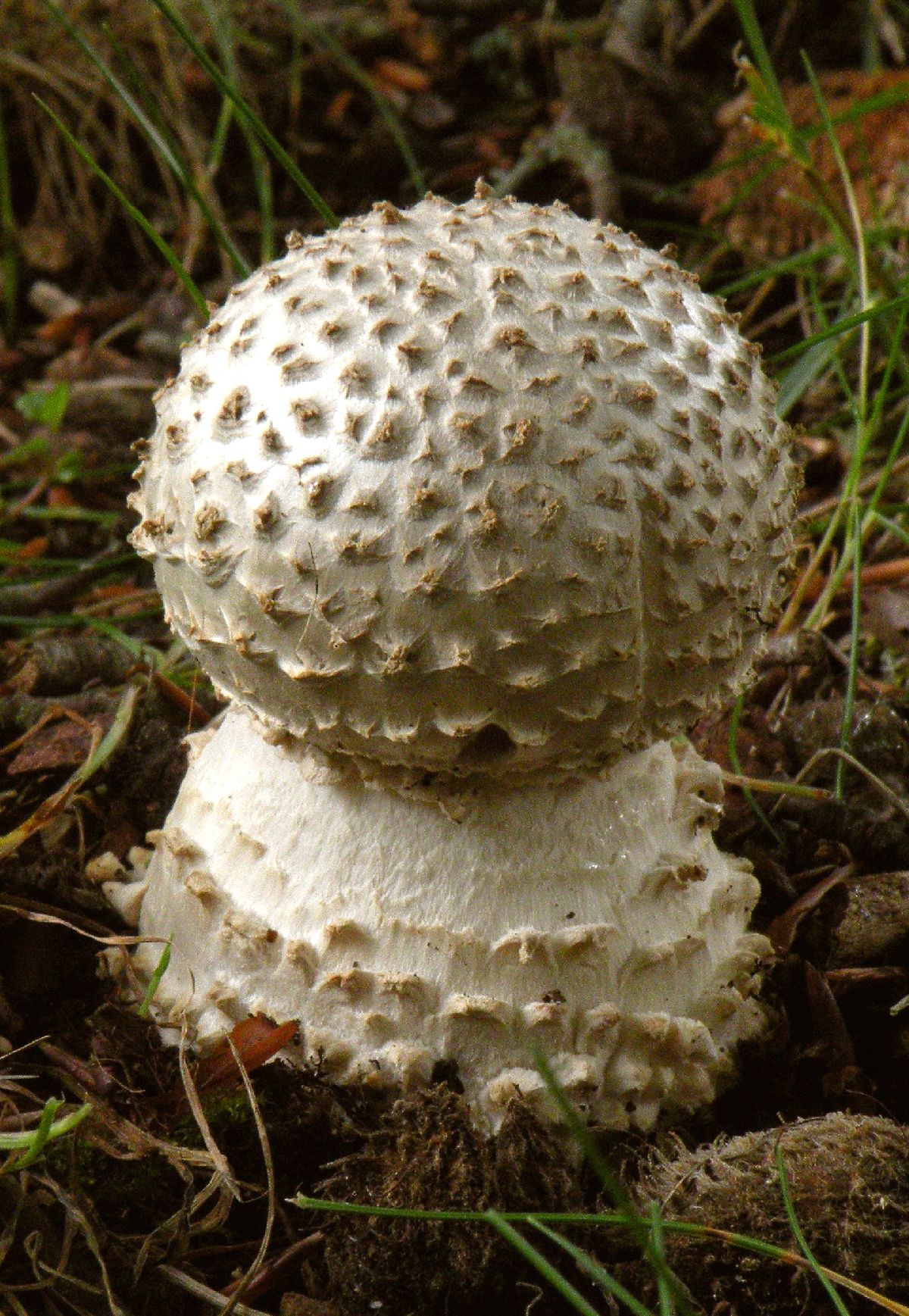 Amanita echinocephala image