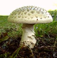 Amanita echinocephala image