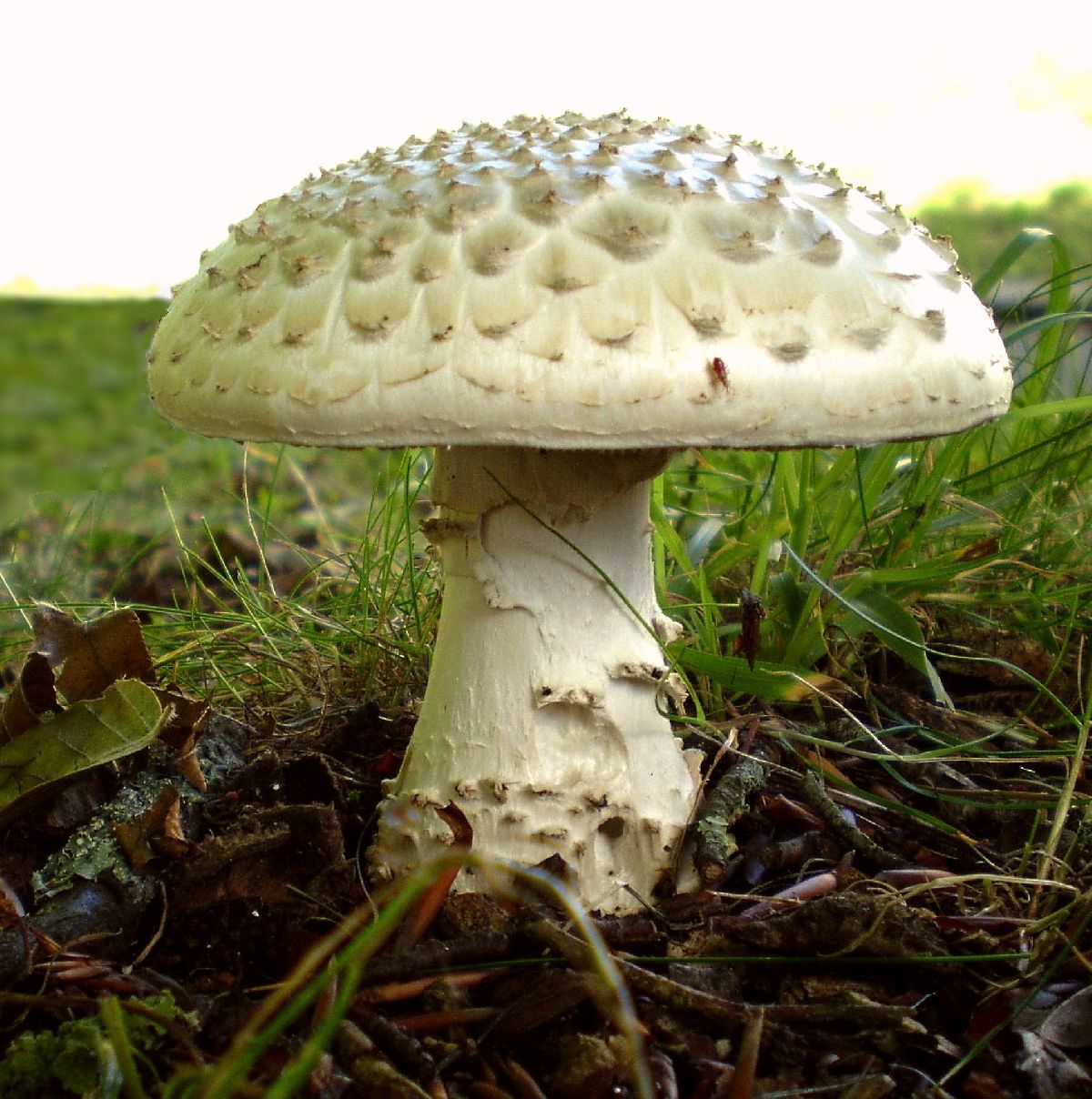 Amanita echinocephala image