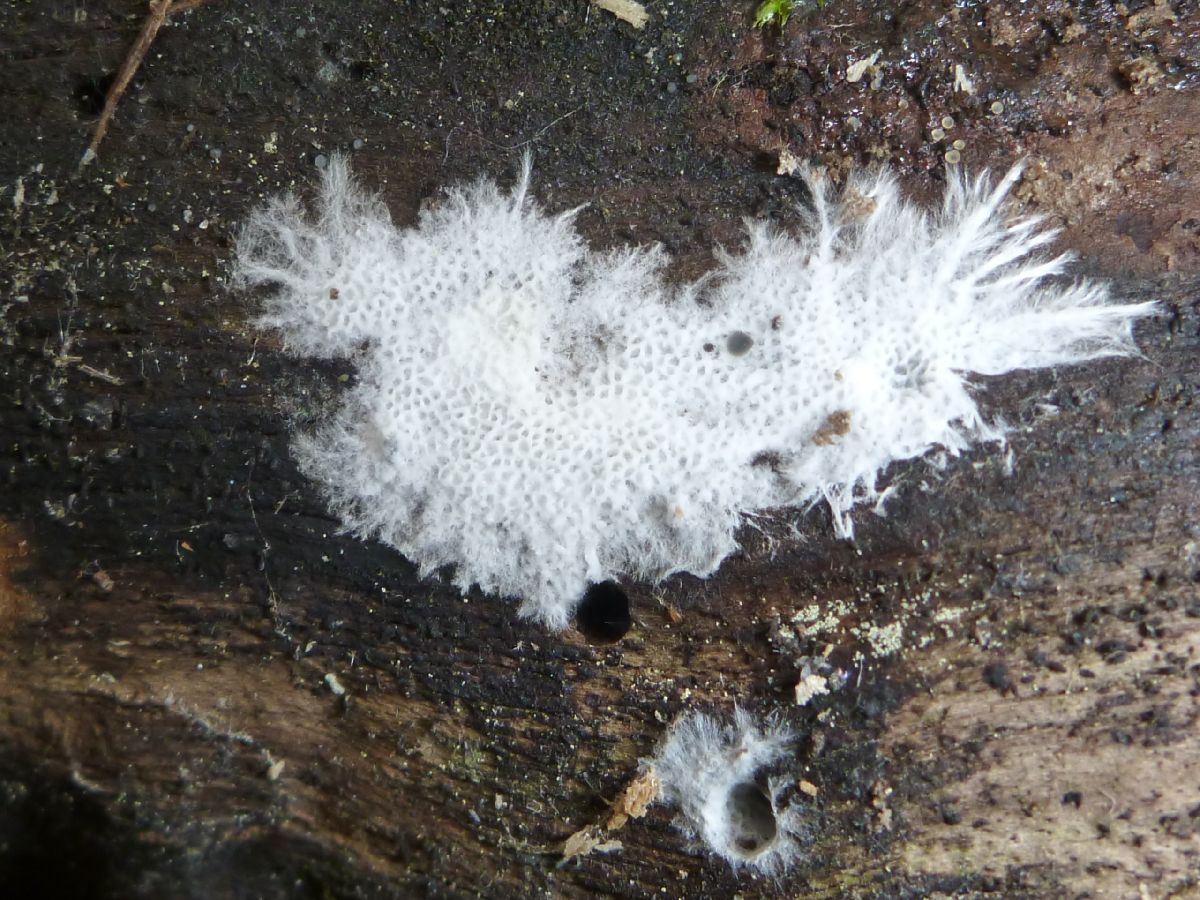 Anomoloma myceliosum image