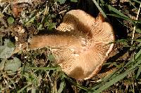 Armillaria borealis image