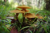 Armillaria luteobubalina image