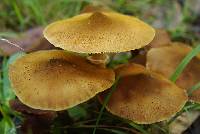 Armillaria luteobubalina image