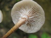 Armillaria puiggarii image