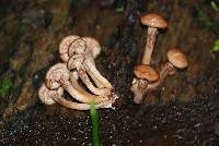 Armillaria puiggarii image