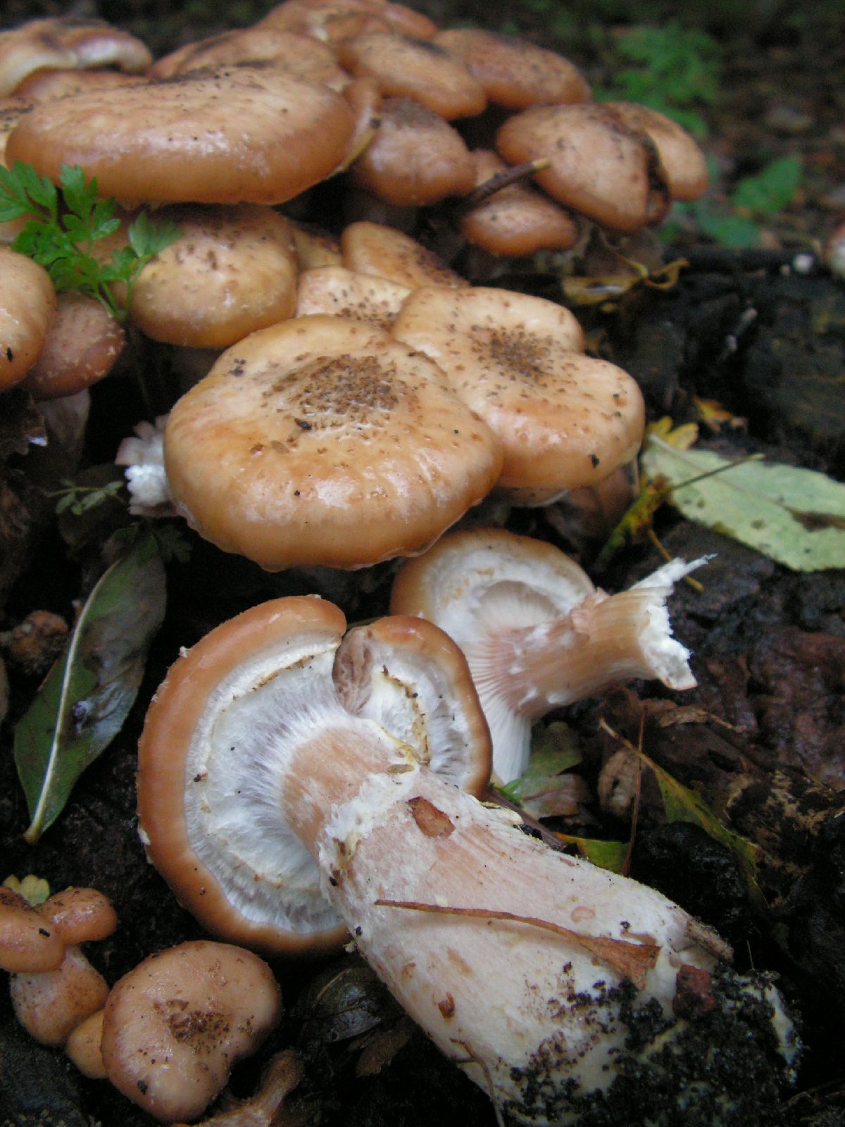 Armillaria borealis image