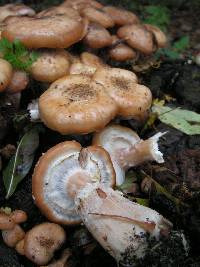 Armillaria borealis image