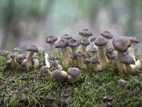 Armillaria cepistipes image