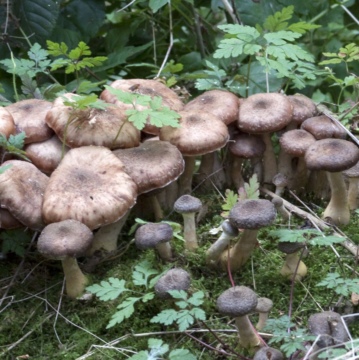 Armillaria cepistipes image