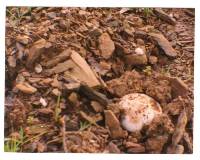 Amanita ponderosa image