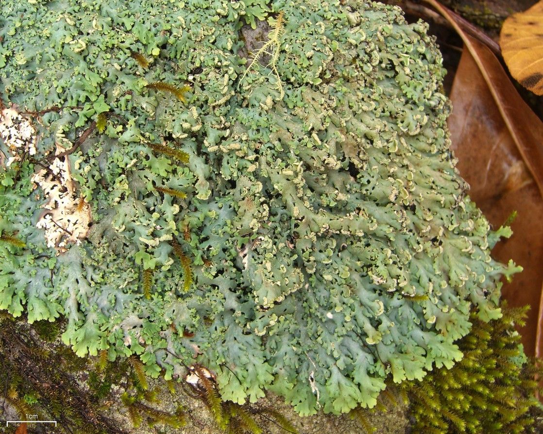 Anaptychia casarettiana image
