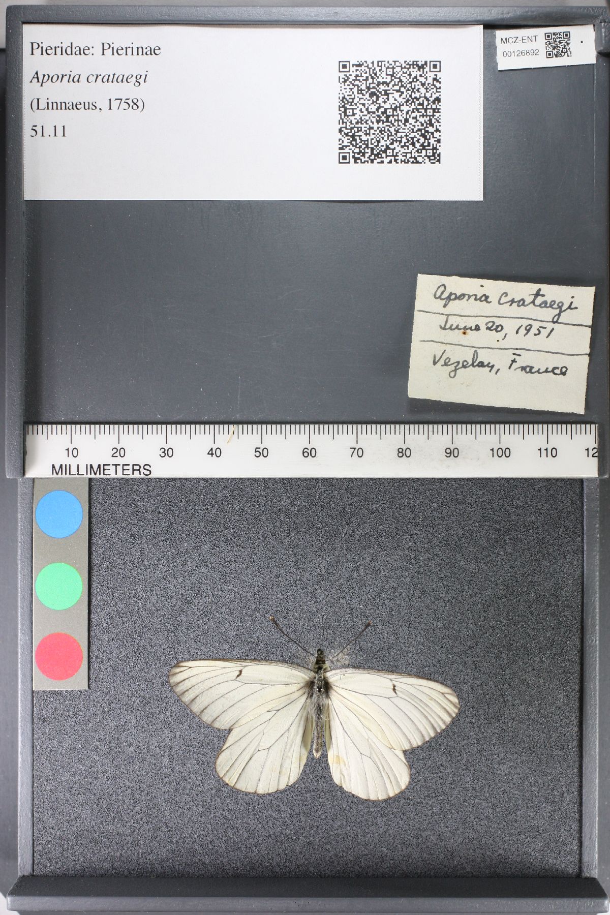 Aporia crataegi image