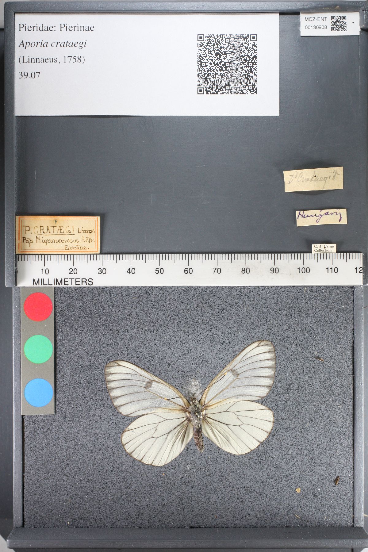 Aporia crataegi image