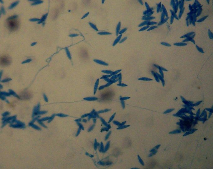 Arthroderma gypseum image