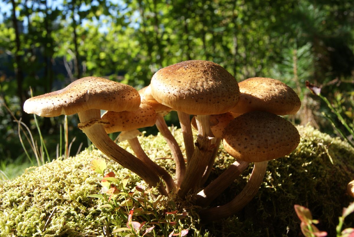 Armillaria borealis image