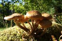 Armillaria borealis image