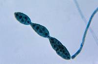 Alternaria enhydrae image