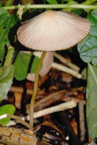 Agaricus semivestita image