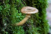 Image of Armillaria hinnulea