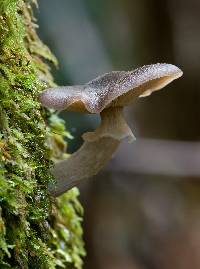 Armillaria hinnulea image