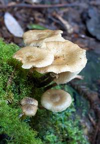 Armillaria hinnulea image