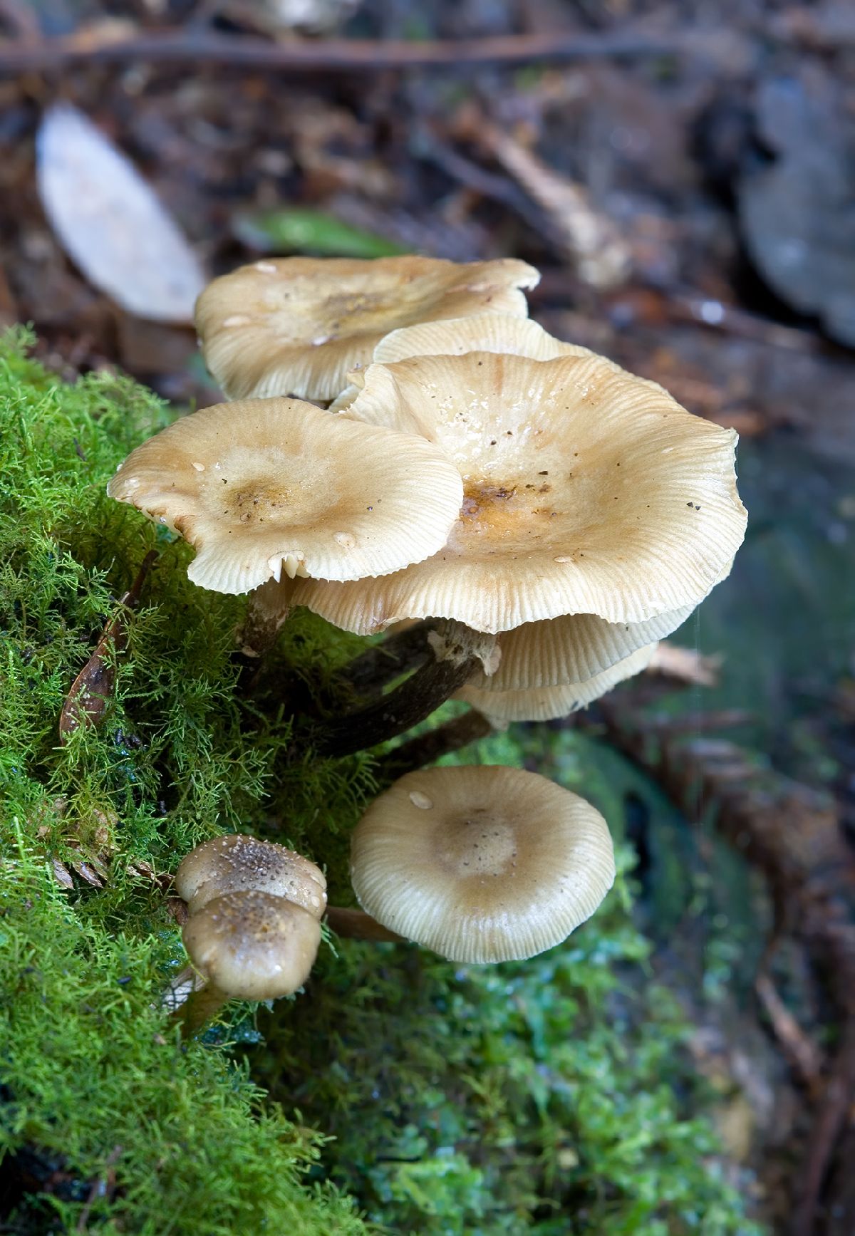 Armillaria hinnulea image