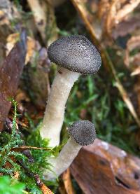 Armillaria hinnulea image