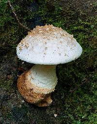 Amanita ochrophylloides image