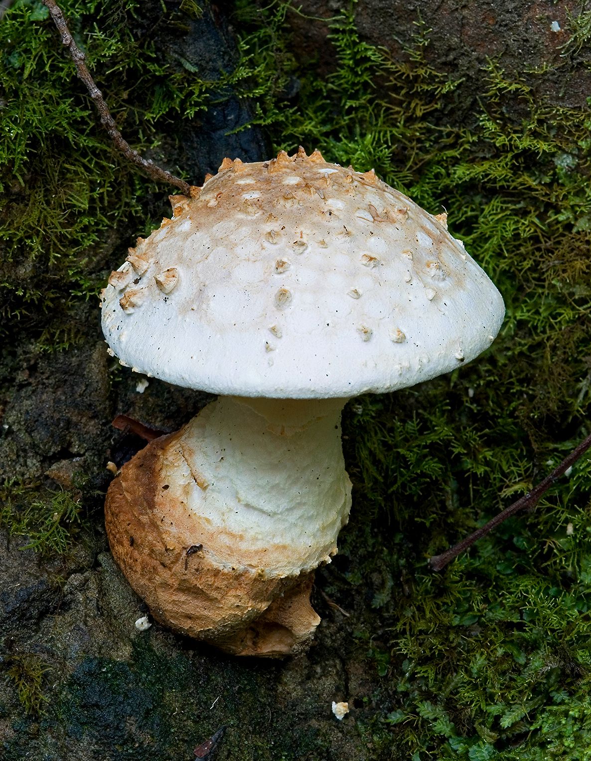 Amanita ochrophylloides image