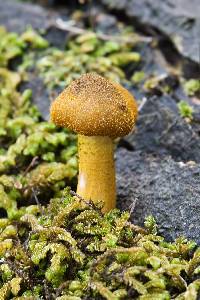 Armillaria luteobubalina image