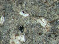 Acanthothecis gracilis image
