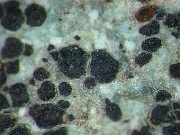 Acarospora rageoti image