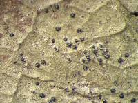 Anisomeridium foliicola image