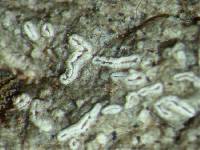 Anomomorpha turbulenta image