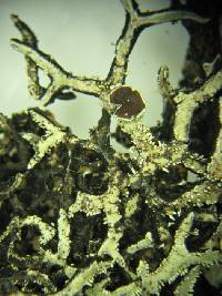 Image of Anzia leucobates